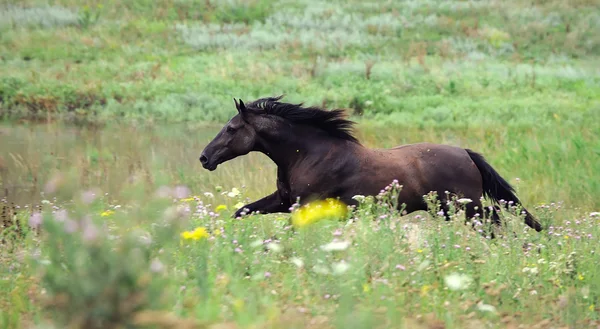 Cavalo selvagem preto correndo galope no campo — Fotografia de Stock