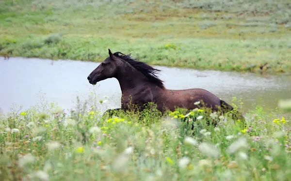 Μαύρο άγριο άλογο που τρέχει καλπασμός στο τομέα — Φωτογραφία Αρχείου