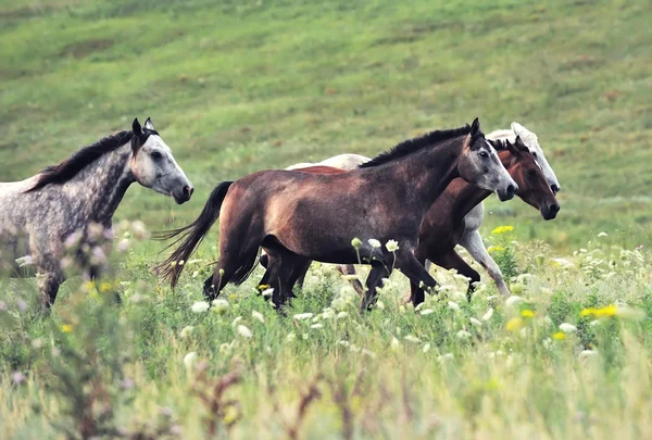 Kudde van wilde paarden die op het veld — Stockfoto