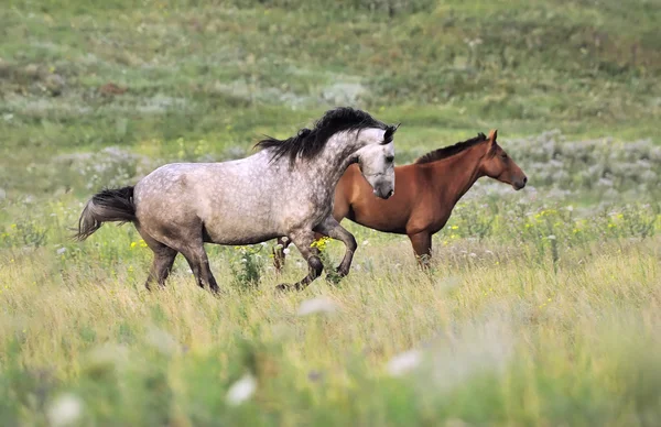 Csorda vad ló fut a mező — Stock Fotó