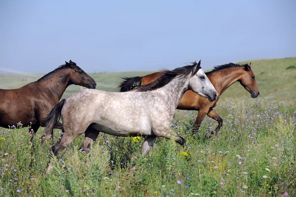 Стадо диких коней, що біжать на полі — стокове фото