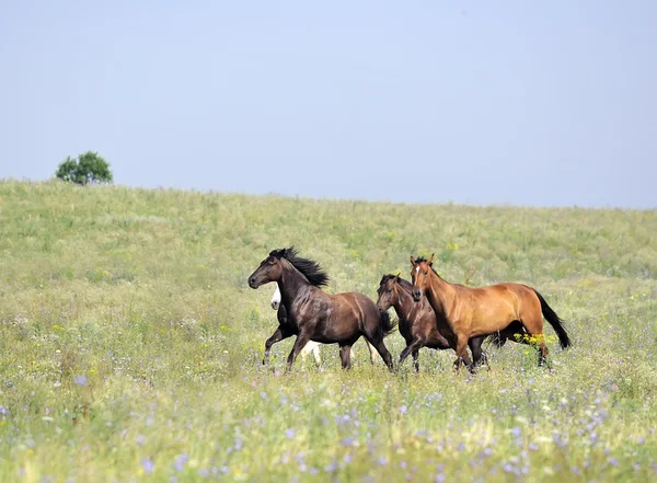 Стадо диких лошадей бежит по полю — стоковое фото