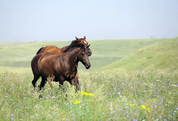 Csorda vad ló fut a mező — Stock Fotó