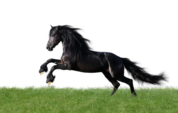 Isolated friesian horse playing on the grass — Stock Photo, Image