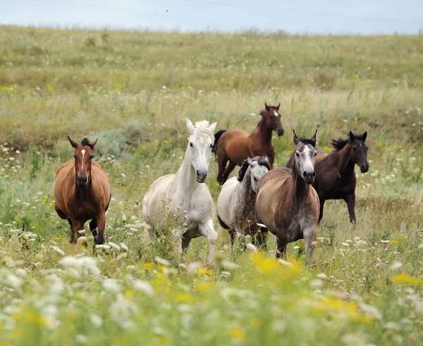 Herd of wild horses running on the field Stock Image