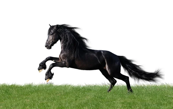 Isolated friesian horse playing on the grass Royalty Free Stock Images
