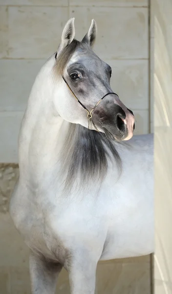 Portrait de beau cheval arabe gris — Photo