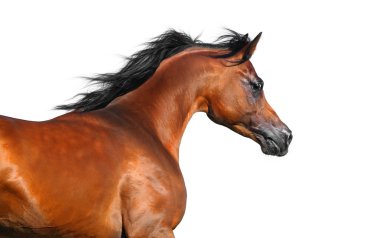 güzel kahverengi Arap atı üzerinde beyaz izole