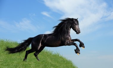 Beautiful black horse playing on the field clipart