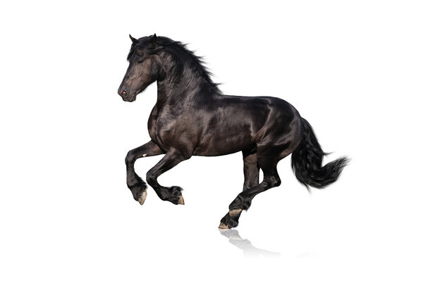 Beautiful black friesian horse isolated on white