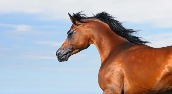 Hermoso caballo árabe marrón aislado en el cielo — Foto de Stock