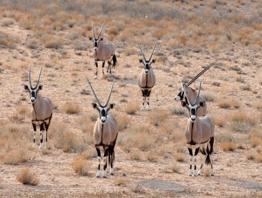 Gemsbok Antelope (Oryx gazella) clipart