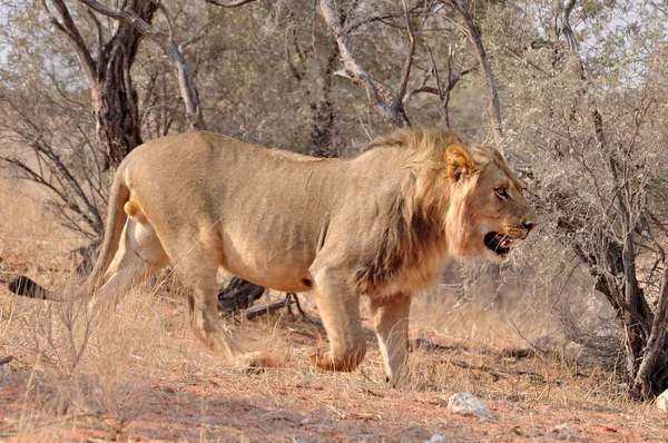 Leão (Panthera leo) — Fotografia de Stock