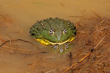 Mating African giant bullfrogs clipart
