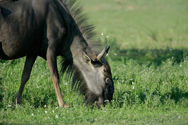 Stock image Grazing blue wildebeest