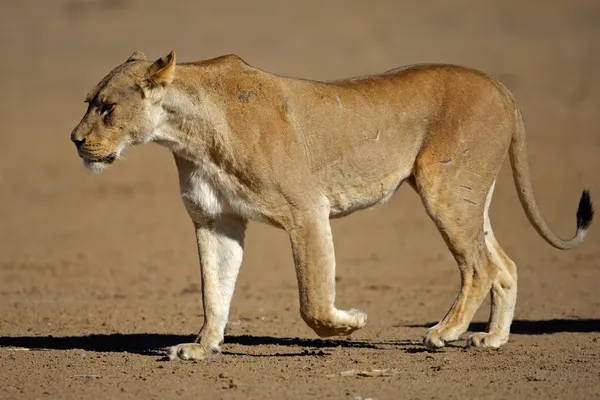 Löwin zu Fuß — Stockfoto