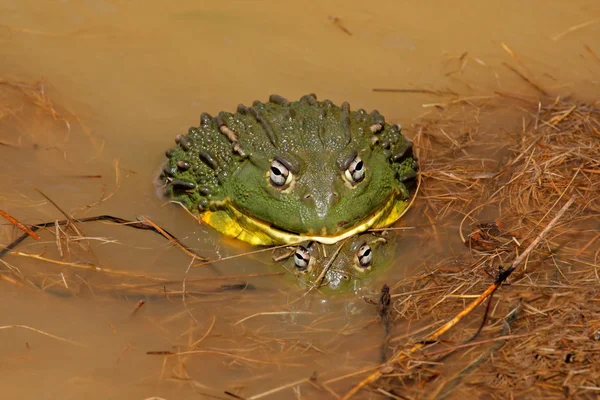 Krycia Afryki bullfrogs gigant — Zdjęcie stockowe