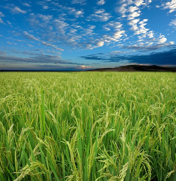 Risfält och himmel — Stockfoto