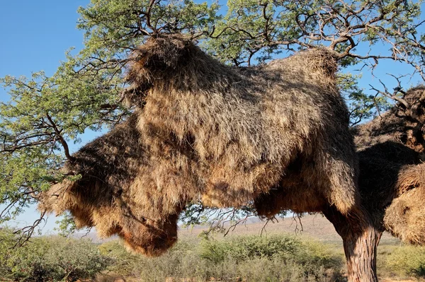 stock image Sociable weaver nest