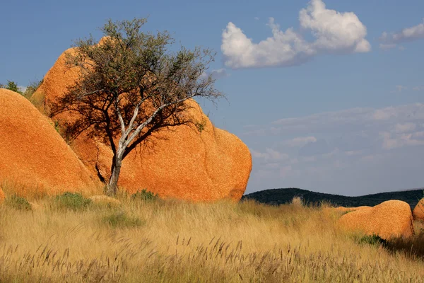 Tree and rock — Stock Photo, Image