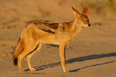 Black-backed Jackal clipart