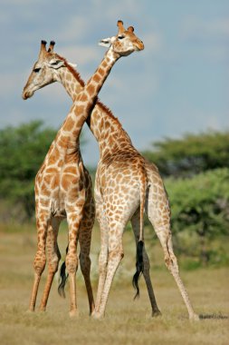 Giraffes clipart