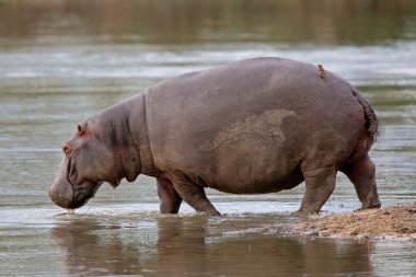 Hippopotamus clipart