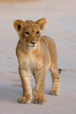 Lion cub clipart