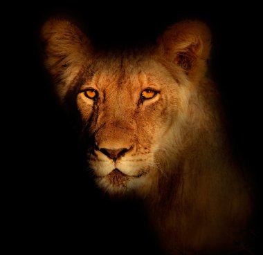 African lion portrait clipart