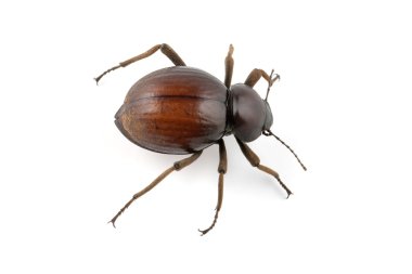 Tenebrionid beetle clipart