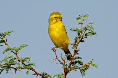 Yellow canary clipart