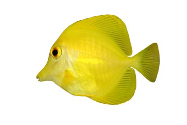 Yellow fish on white clipart