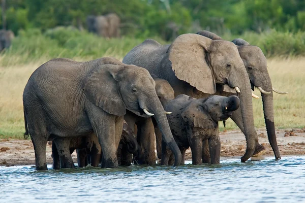 Африканские слоны — стоковое фото