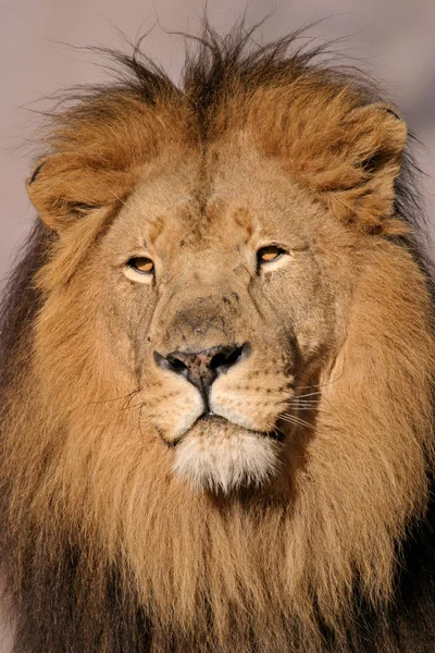 Nagy hím oroszlán — Stock Fotó