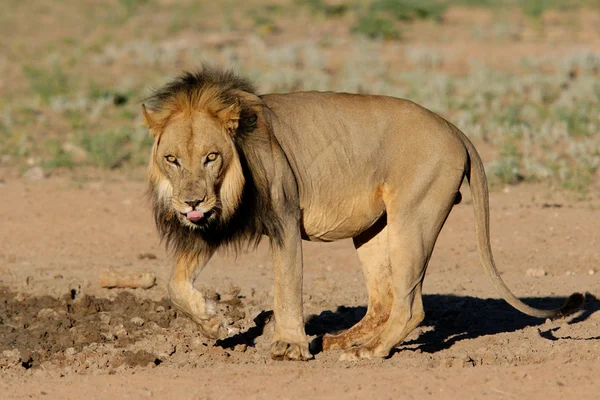 Lion d'Afrique à crinière noire — Photo