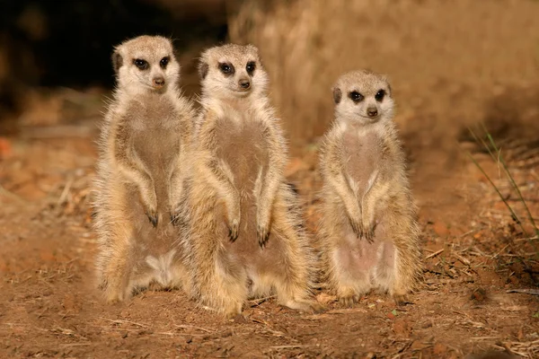 Familia Meerkat — Foto de Stock
