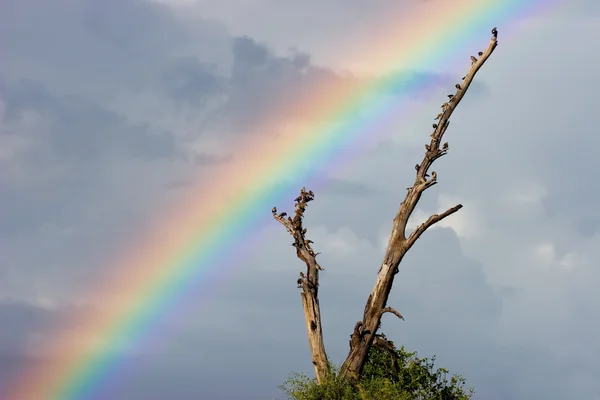 Paisagem arco-íris — Fotografia de Stock