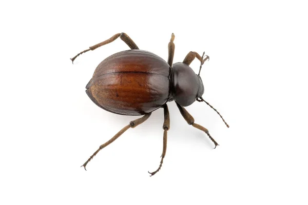 Tenebrionid 甲虫 — 图库照片