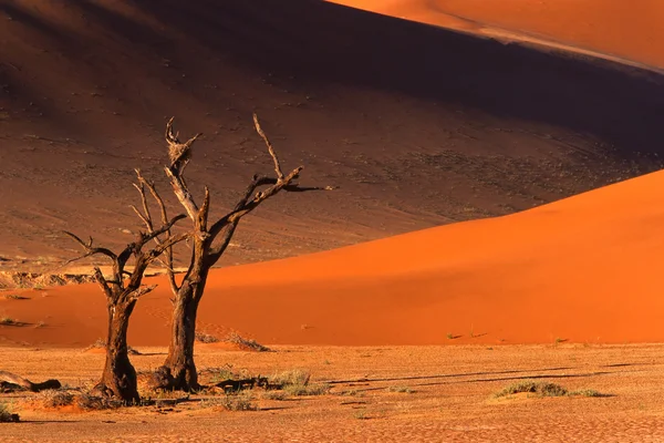 Árbol y duna — Foto de Stock
