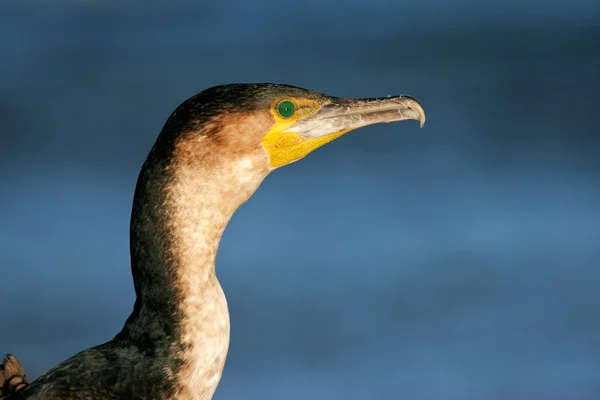 White-breasted cormorant — Stock Photo, Image