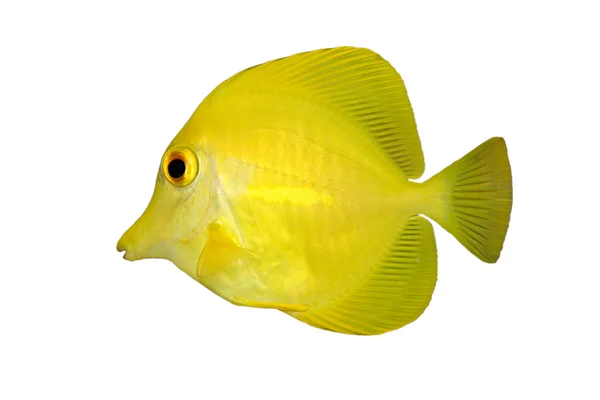 Pescado amarillo sobre blanco —  Fotos de Stock