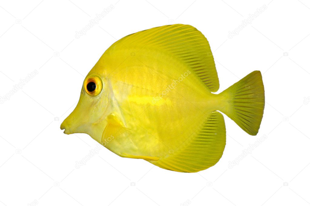 Yellow fish on white