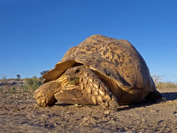 Gebirgsschildkröte — Stockfoto
