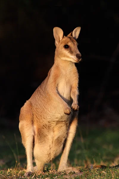 Wallaby ágil —  Fotos de Stock
