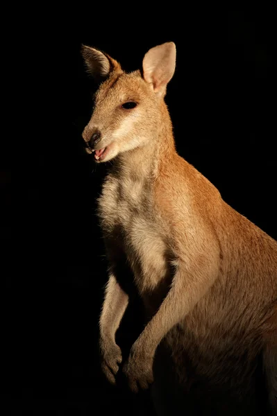 Ágil Wallaby — Fotografia de Stock