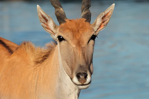 Eland antelope — Stock Photo, Image