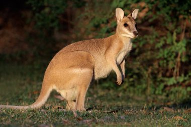 Agile Wallaby clipart