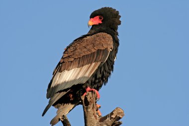 Bateleur