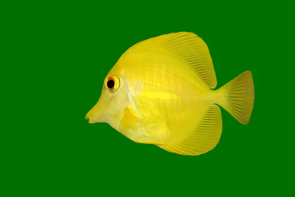 Pescado amarillo sobre verde —  Fotos de Stock