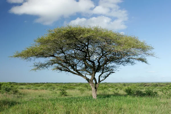 Африканское дерево акации — стоковое фото